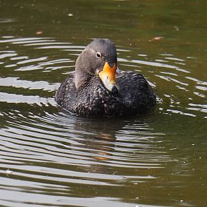 Magellanic steamer duck (Tachyeres pteneres), 2023-10-04