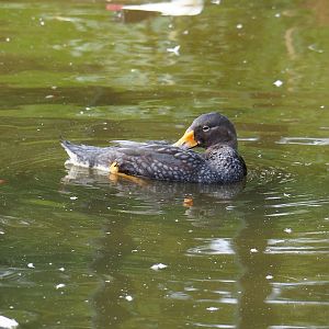 Magellanic steamer duck (Tachyeres pteneres), 2023-10-04