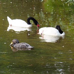 Magellanic steamer duck (Tachyeres pteneres) and Black-necked swans (Cygnus melanocoryphus), 2023-10-04