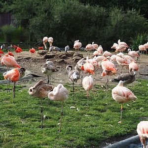 Flamingos and ibises, 2023-10-04