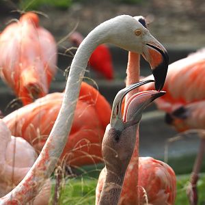 American flamingo (Phoenicopterus ruber) with chick, 2023-10-04