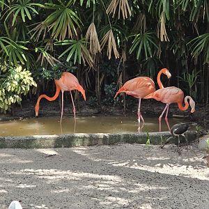 Animal Connections - flamingos