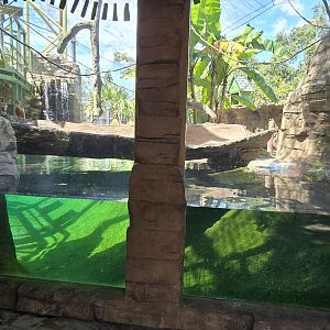 Wild Oasis - Capybara underwater viewing