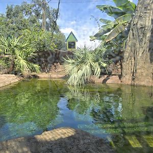 Wild Oasis - Capybara