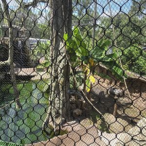 Wild Oasis - Capybara