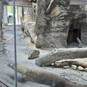 Congo - komodo dragon