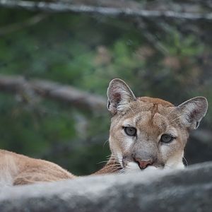 North American Cougar 1