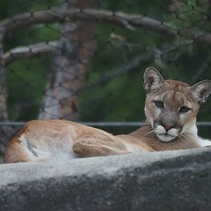 North American Cougar 2