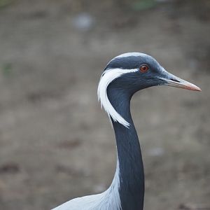 Demoiselle Crane