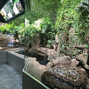 Reticulated Python Exhibit