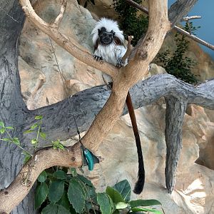Cotton-top Tamarin