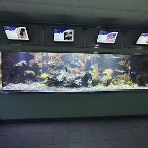 Coral Reef Tank