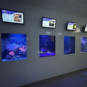 Various Aquarium Tanks