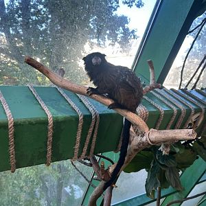 Saddle-back Tamarin