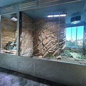 Desert Reptile Exhibits