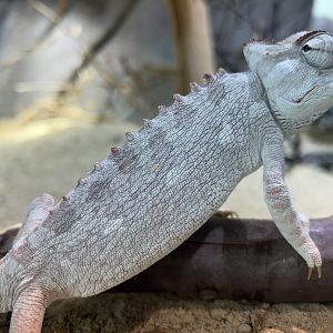 Namaqua Chameleon