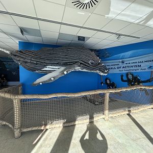 Whale Display