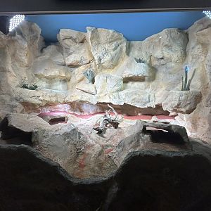 Gila Monster Exhibit