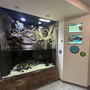 Rough-scaled Python Exhibit