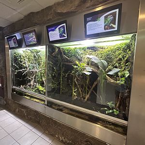 Chameleon Exhibits
