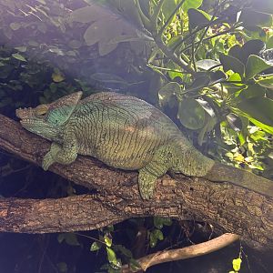 Unidentified Chameleon