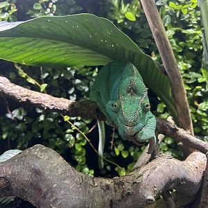 Parson’s Chameleon