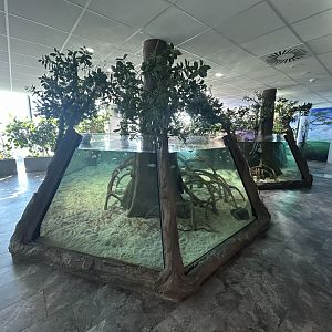 Mangrove Tank