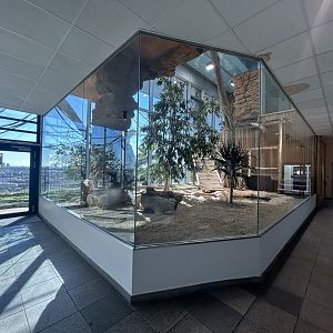 Komodo Dragon Exhibit