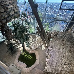 Komodo Dragon Exhibit