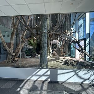 Indoor Madagascar Exhibit (3 Species)