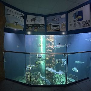 Main Aquarium Tank