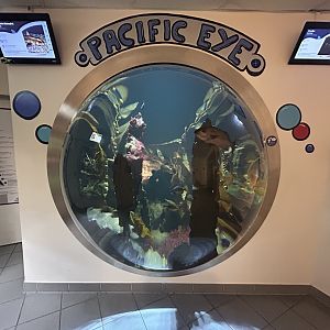 Pacific Eye