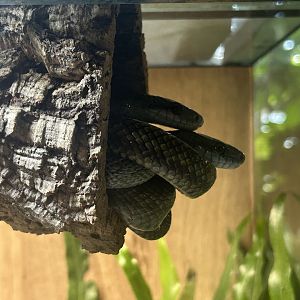 Blumengärten Hirschstetten - Japanese Rat Snakes