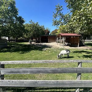 Blumengärten Hirschstetten - Goat Yard