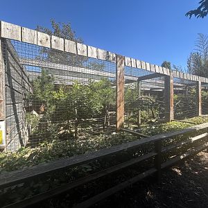 Blumengärten Hirschstetten - European Wildcat Exhibit #1