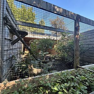 Blumengärten Hirschstetten - European Wildcat Exhibit #2