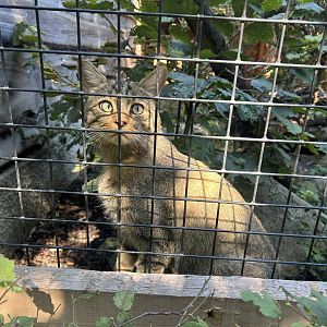Blumengärten Hirschstetten - European Wildcat