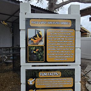 Spot-breasted oriole