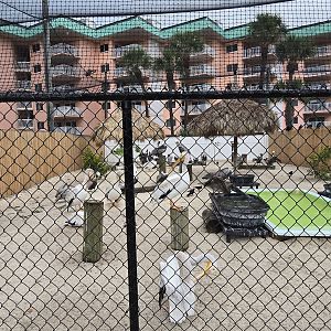 Pelican aviary