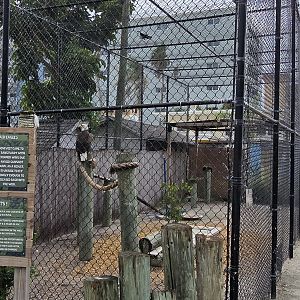 Bald eagle aviary