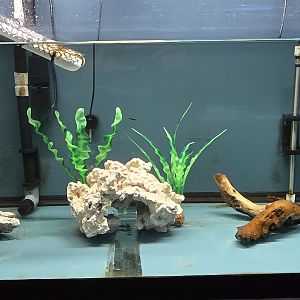 Eco-discovery Center - Diamondback terrapin