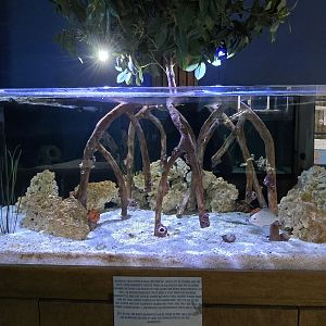 Eco-discovery Center - Mangrove trees