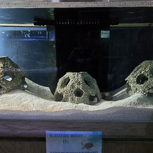 Eco-discovery Center - Blackedge moray eel