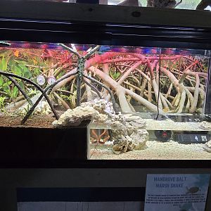 Eco-discovery Center - mangrove snake