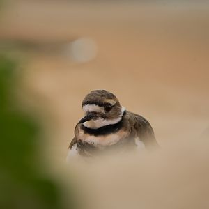 Killdeer