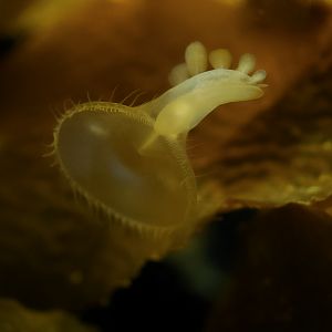 Lion's Mane Nudibranch