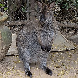 Bennett's Wallaby  - Riverbanks Zoo