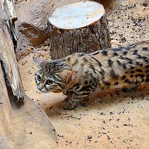 Black-Footed Cat - Riverbanks Zoo