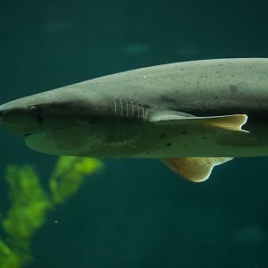 Broadnose Sevengill Shark