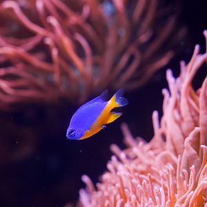 Azure Damselfish